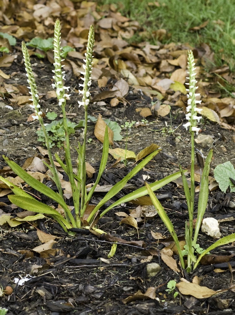 اسپیرانتس سرنوآ